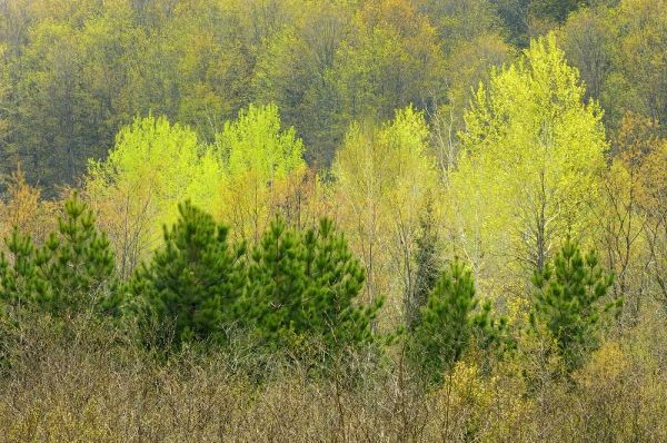 Canada, Rosseau Scots pine in spring foliage